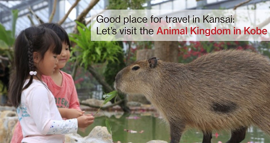 Good place for travel in Kansai:  Let’s visit the Animal Kingdom in Kobe